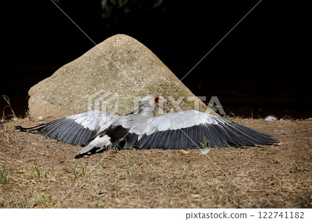 Secretarybird lying on the ground with its wings spread Secretarybird lying on the ground with its wings spread 122741182