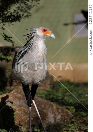 A beautiful Secretarybird standing upright A beautiful Secretarybird standing upright 122741183