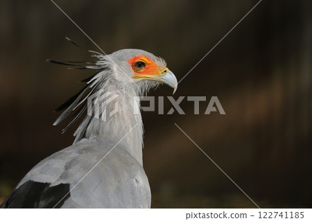 Profile portrait of Secretarybird Profile portrait of Secretarybird 122741185