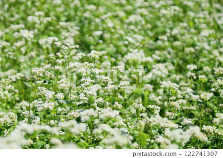 Refreshing, full bloom, buckwheat flowers 122741307