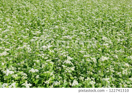 Refreshing, full bloom, buckwheat flowers 122741310