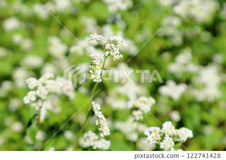 Refreshing, full bloom, buckwheat flowers Refreshing, full bloom, buckwheat flowers 122741428
