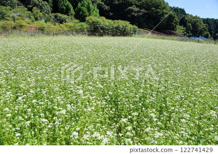 Refreshing buckwheat field 122741429