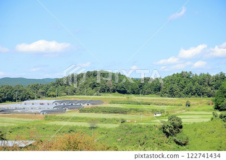 Buckwheat field in early autumn Buckwheat field in early autumn 122741434