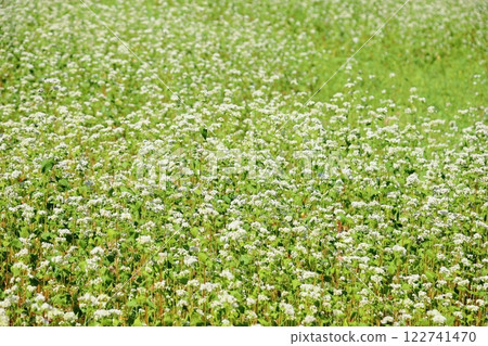 清新盛開的蕎麥花 122741470