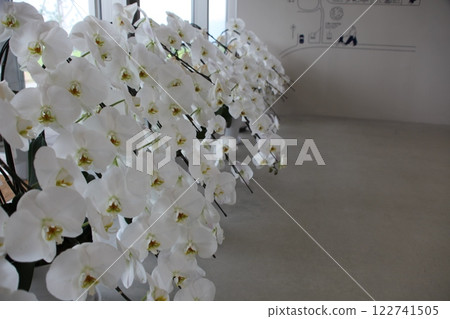 Scenery with Phalaenopsis Orchids_Opening 122741505