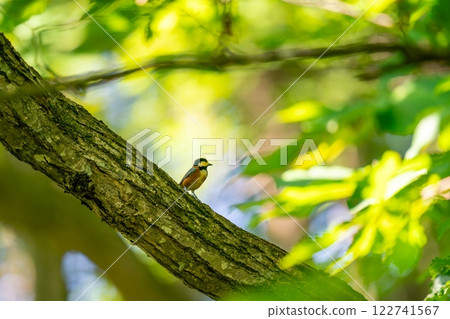 A parrot tit perches on a tree branch and surveys the surrounding area. A parrot tit perches on a tree branch and surveys the surrounding area. 122741567