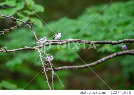 一隻長尾山雀棲息在樹枝上，環顧四周。 122741658