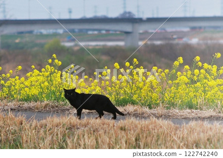 再見（2023年3月17日） 然後，離開開滿油菜花的堤岸路時，我說了這樣的話。 122742240