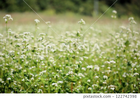 清新盛開的蕎麥花 122742398