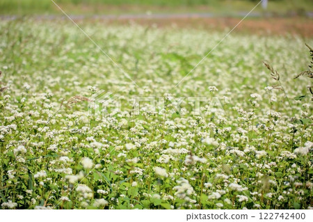 Refreshing, full bloom, buckwheat flowers 122742400