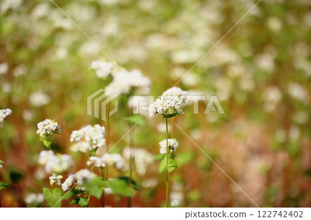 Refreshing, full bloom, buckwheat flowers 122742402