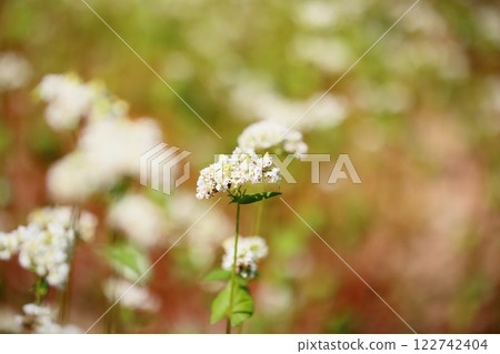 Refreshing, full bloom, buckwheat flowers 122742404