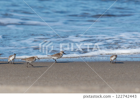 遠念在海邊尋找食物 遠念在海邊尋找食物 122742443