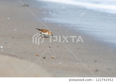 Tonen looking for food at the beach Tonen looking for food at the beach 122742452