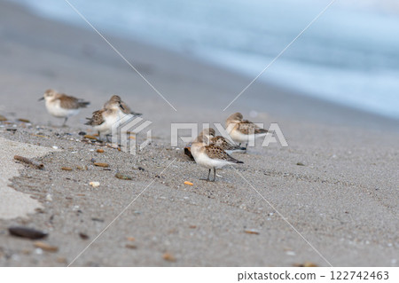 A Tounen taking a rest on the shore A Tounen taking a rest on the shore 122742463