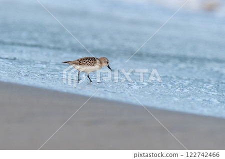 Tonen looking for food at the beach Tonen looking for food at the beach 122742466