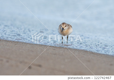 Tonen looking for food at the beach Tonen looking for food at the beach 122742467