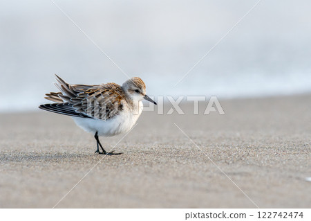 A Tounen taking a rest on the shore 122742474