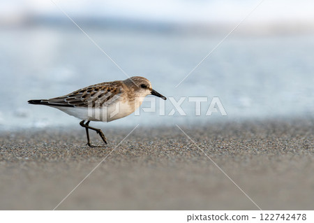 遠念在海邊尋找食物 遠念在海邊尋找食物 122742478