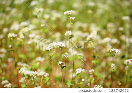 清新盛開的蕎麥花 清新盛開的蕎麥花 122742652