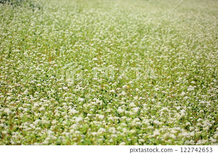 Refreshing, full bloom, buckwheat flowers Refreshing, full bloom, buckwheat flowers 122742653