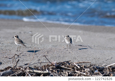 A Japanese Plover stopping on the sandy beach to look around. A Japanese Plover stopping on the sandy beach to look around. 122742826