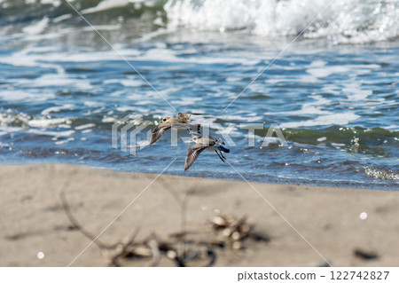 Two Siberian plovers flying over the shore Two Siberian plovers flying over the shore 122742827