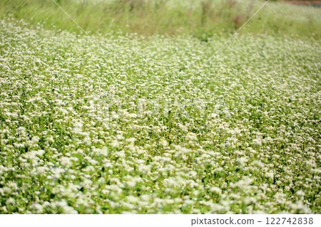 Refreshing, full bloom, buckwheat flowers Refreshing, full bloom, buckwheat flowers 122742838