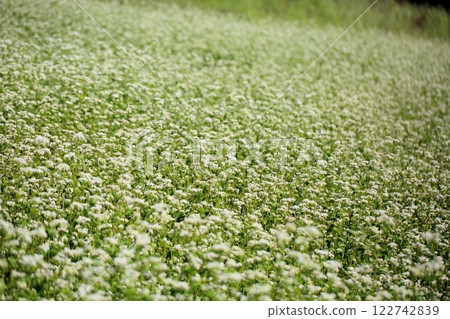 Refreshing, full bloom, buckwheat flowers Refreshing, full bloom, buckwheat flowers 122742839