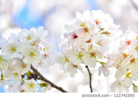 Cherry blossom, cherry tree, spring Cherry blossom, cherry tree, spring 122742893