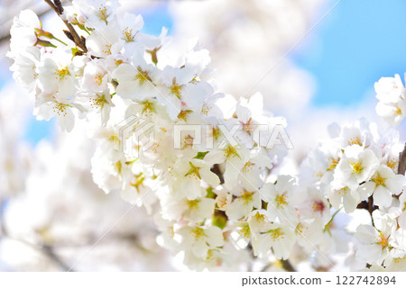 櫻花櫻桃樹春天 122742894
