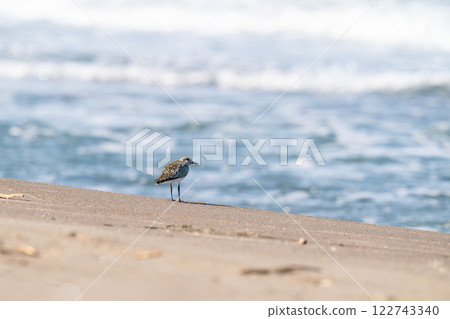 Daisen taking a rest on the shore 122743340