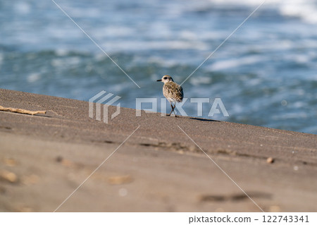A giant tuna watching the surroundings from the shoreline 122743341