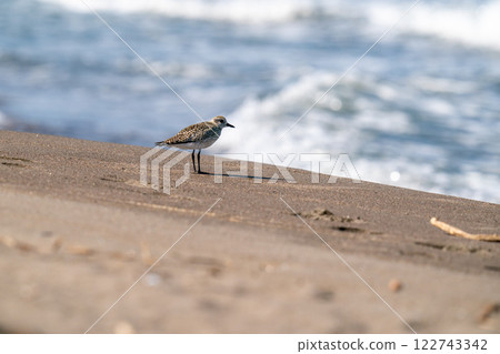 Daisen taking a rest on the shore Daisen taking a rest on the shore 122743342