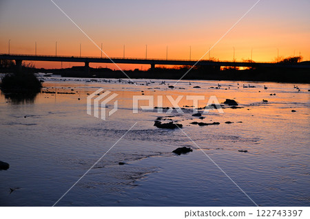 Wintering whooper swans at sunrise in the former Kawamoto district of Fukaya city Wintering whooper swans at sunrise in the former Kawamoto district of Fukaya city 122743397