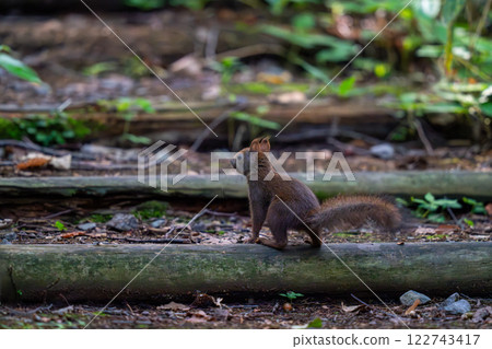 A Hokkaido squirrel stops on a walking path in the park to check out its surroundings 122743417