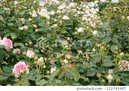 皮埃爾的芽 01 122743487