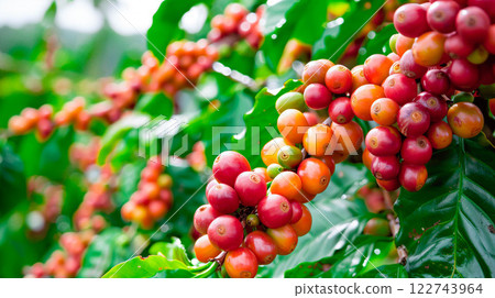 Red coffee beans branch ripening in agriculture farm.-Enhanced. 122743964