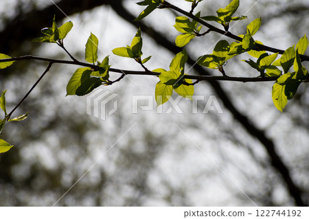 陽光照射下美麗的嫩葉 122744192