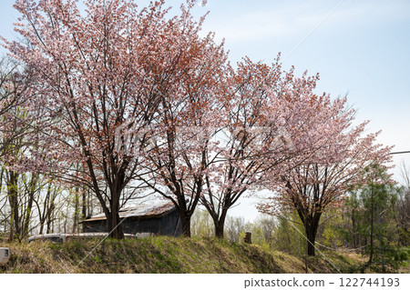 Sakura in full bloom and blue sky 122744193