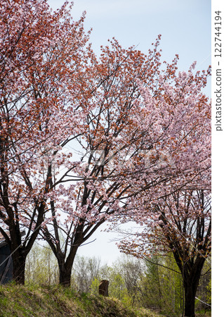 Sakura in full bloom and blue sky 122744194