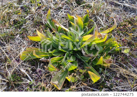 A sandy beach stretches out against the backdrop of the Pacific Ocean. Plants with strong roots quietly live on despite the harsh cold winds. 122744275