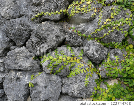 Okinawa is supported by the rough rock surface of Ryukyu limestone. The Okinawa archipelago is where the oldest humans in Japan lived. Time flows eternally. Okinawa is supported by the rough rock surface of Ryukyu limestone. The Okinawa archipelago is where the oldest humans in Japan lived. Time flows eternally. 122744768