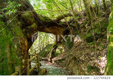 屋久島屋久杉樂園的 Kuguri Tsuga 樹 屋久島屋久杉樂園的 Kuguri Tsuga 樹 122744829