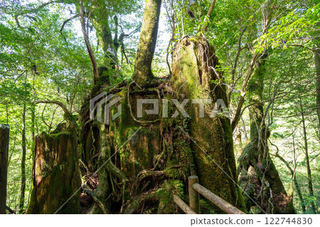 屋久島屋久杉樂園曾砍伐的屋久杉 屋久島屋久杉樂園曾砍伐的屋久杉 122744830