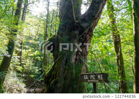 屋久島屋久杉樂園的佛杉 122744836