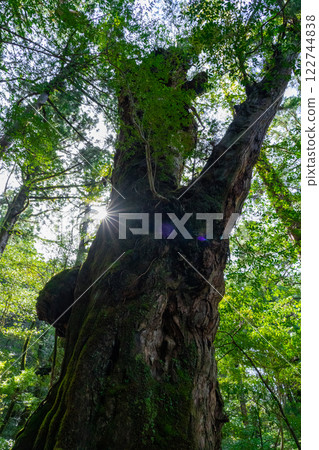 Buddha Cedar at Yakusugi Land in Yakushima Buddha Cedar at Yakusugi Land in Yakushima 122744838
