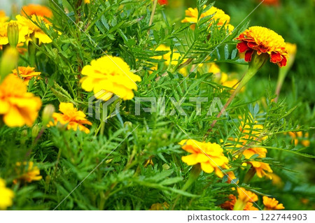 Marigold  122744903