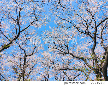  Cherry blossoms and blue sky 122745336